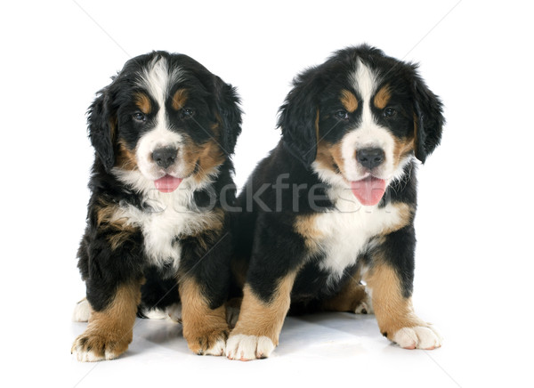 Cachorros perro dos boyero de berna blanco Foto stock © cynoclub