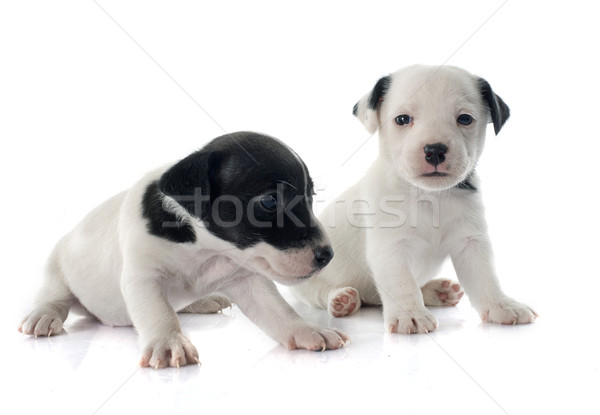 puppy jack russel terrier Stock photo © cynoclub