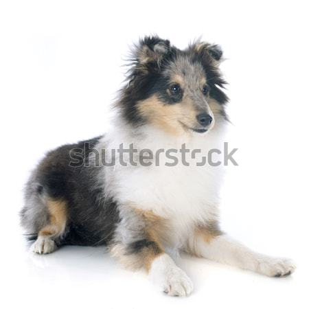Stock photo: puppy american akita