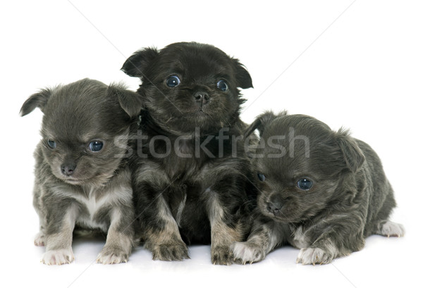 puppies longhair chihuahua Stock photo © cynoclub