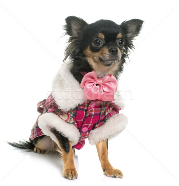 dressed longhair chihuahua Stock photo © cynoclub
