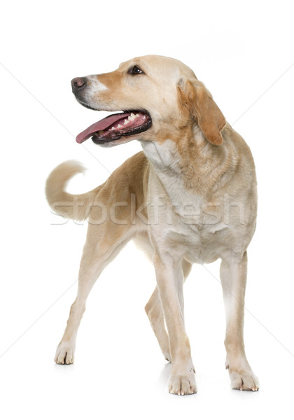 female labrador retriever Stock photo © cynoclub