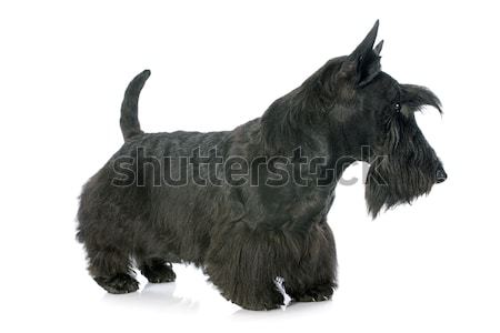 young scottish terrier Stock photo © cynoclub