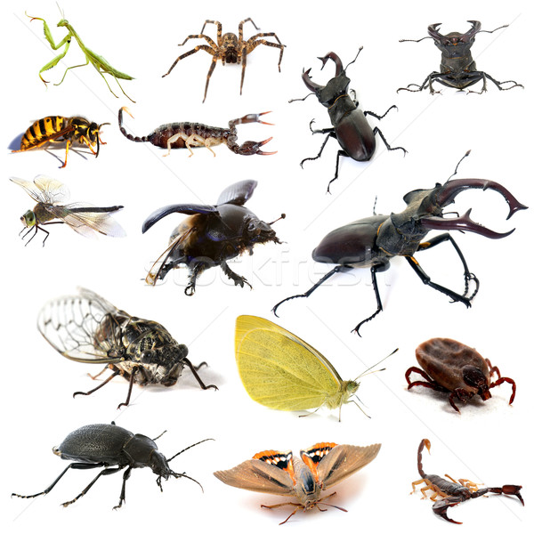 Stock photo: insects and scorpions