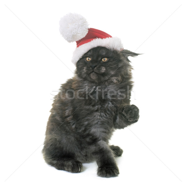 [[stock_photo]]: Maine · chaton · blanche · chat · fumée · noir