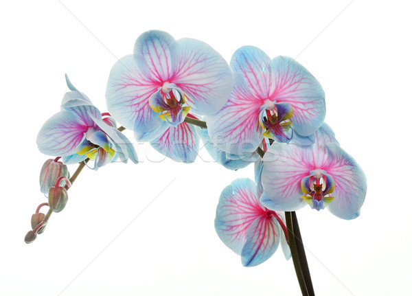 orchid in studio Stock photo © cynoclub