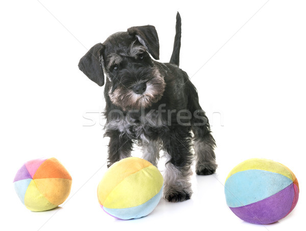 小狗 微型 雪納瑞 白 狗 玩具 商業照片 © cynoclub