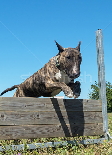 Eğitim itaat atlama köpek eğitim alan çit Stok fotoğraf © cynoclub