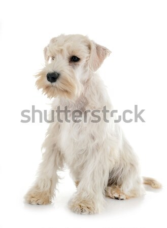 puppy maltese dog Stock photo © cynoclub