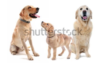 Labrador retriever witte honden portret studio Stockfoto © cynoclub