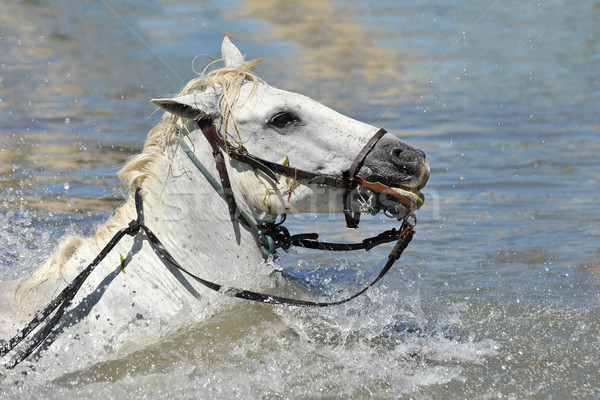 swimming Camargue horses Stock photo © cynoclub