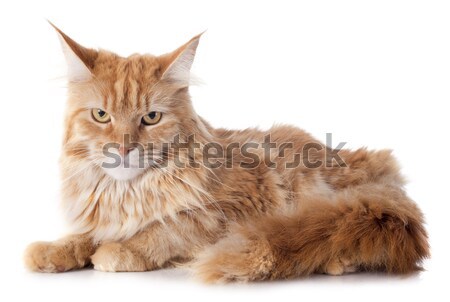 maine coon cats Stock photo © cynoclub