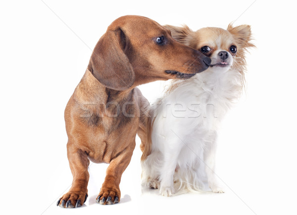 Stockfoto: Teckel · hond · honden · dier · mannelijke · vriendschap