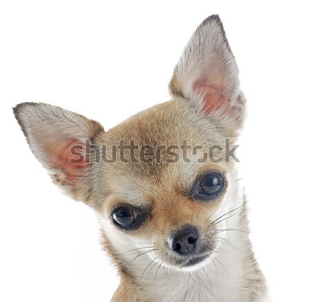 chihuahua Stock photo © cynoclub