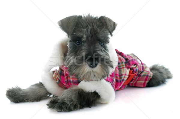 dressed puppy Miniature Schnauzer Stock photo © cynoclub