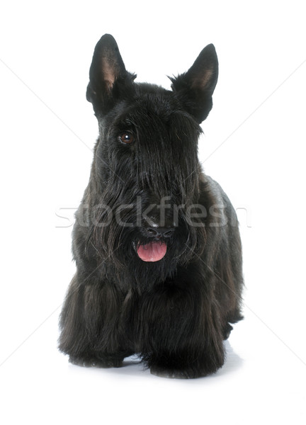 Stock photo: scottish terrier