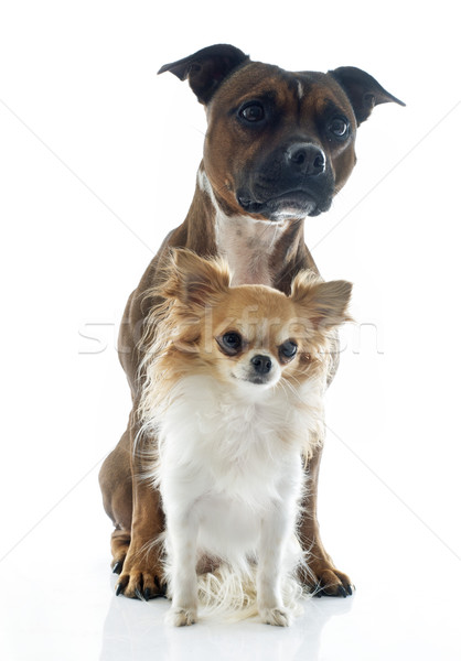 staffordshire bull terrier and chihuahua Stock photo © cynoclub