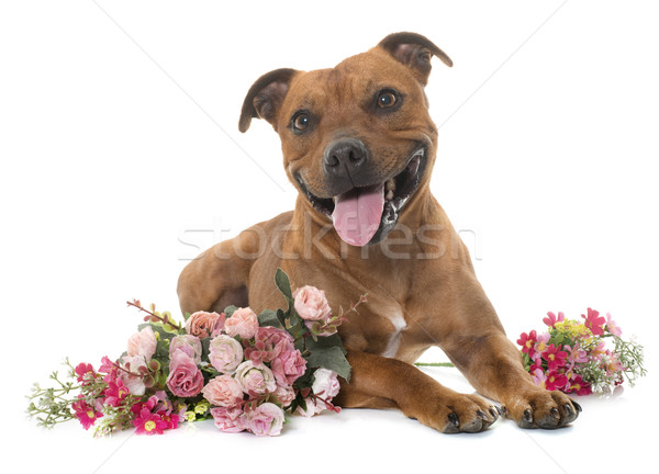 Stock photo: stafforshire bull terrier