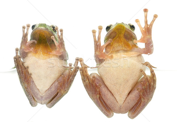 European tree frogs Stock photo © cynoclub