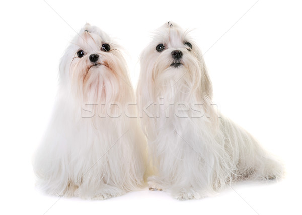 adult maltese dog Stock photo © cynoclub