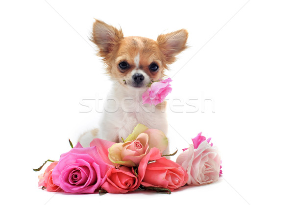 puppy chihuahua and flower Stock photo © cynoclub