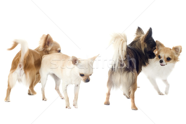 Foto stock: Jogar · retrato · bonitinho · grupo · branco