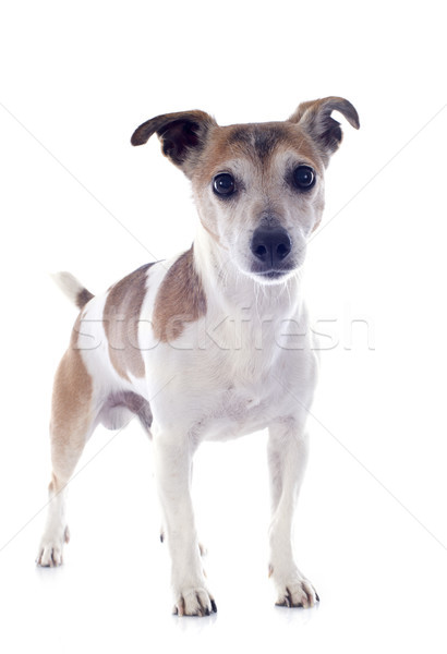 jack russel terrier Stock photo © cynoclub