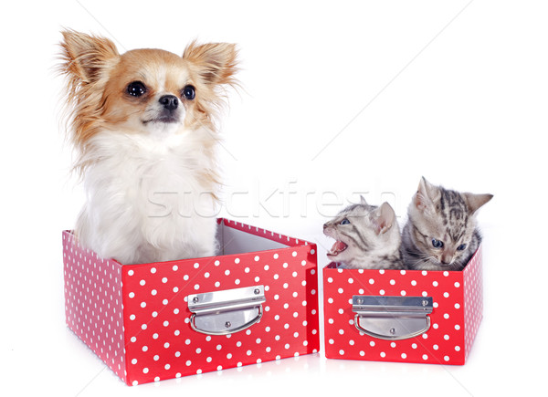 Stock photo: bengal kitten and chihuahua
