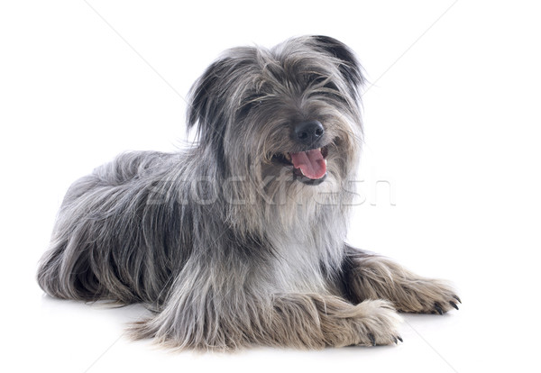 Stockfoto: Herdershond · portret · witte · hond · studio · huisdier