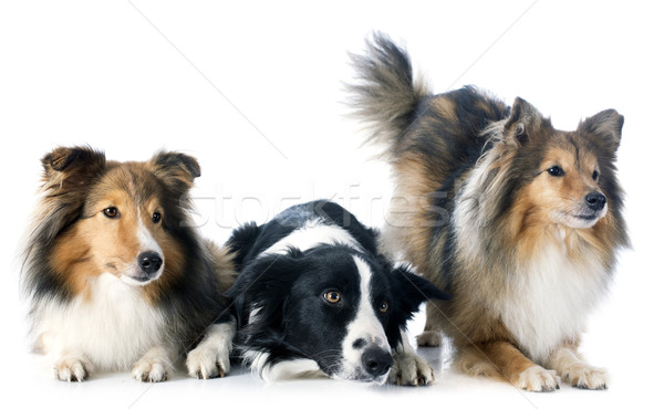 Három kutyák portré fajtiszta juhászkutya fekete Stock fotó © cynoclub