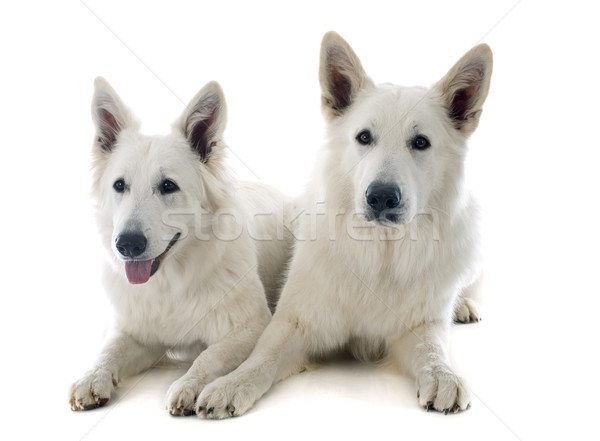 Stock photo: Swiss shepherd s