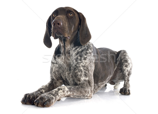 German Shorthaired Pointer Stock photo © cynoclub