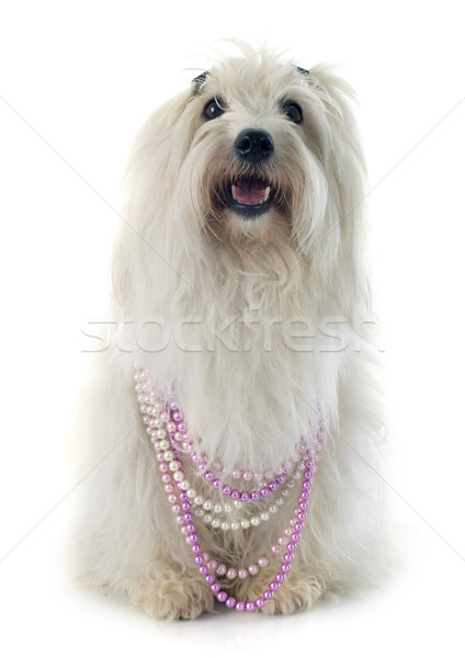 coton de tulear Stock photo © cynoclub