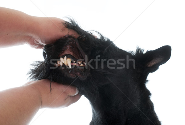 Dişler terriyer beyaz el köpek göstermek Stok fotoğraf © cynoclub