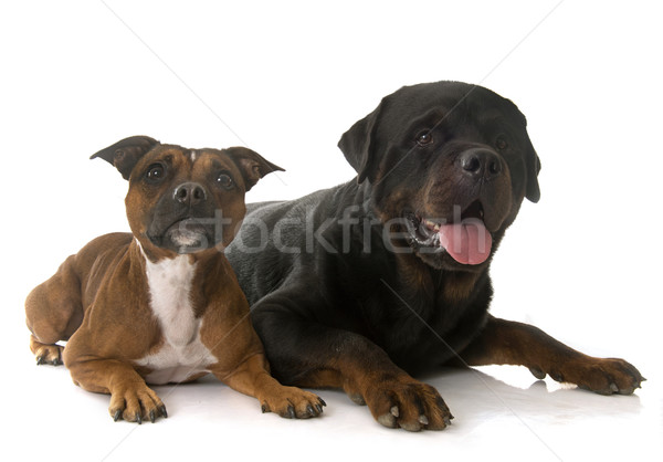staffordshire bull terrier and rottweiler Stock photo © cynoclub