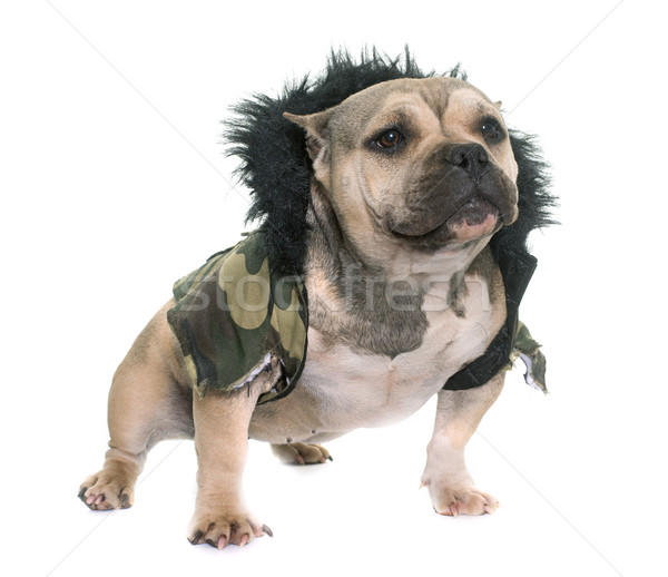 dressed puppy american bully Stock photo © cynoclub