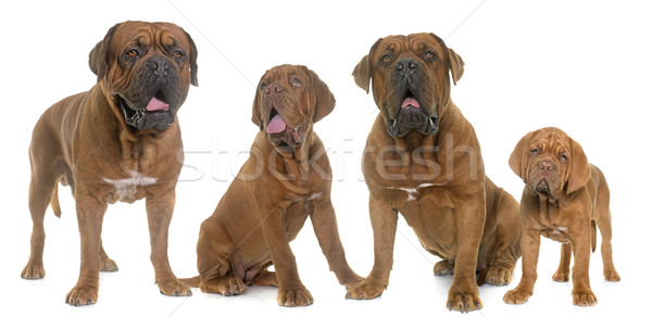Dogue de Bordeaux family Stock photo © cynoclub