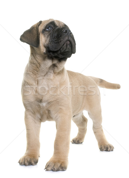 Cachorro touro mastim branco jovem animal Foto stock © cynoclub