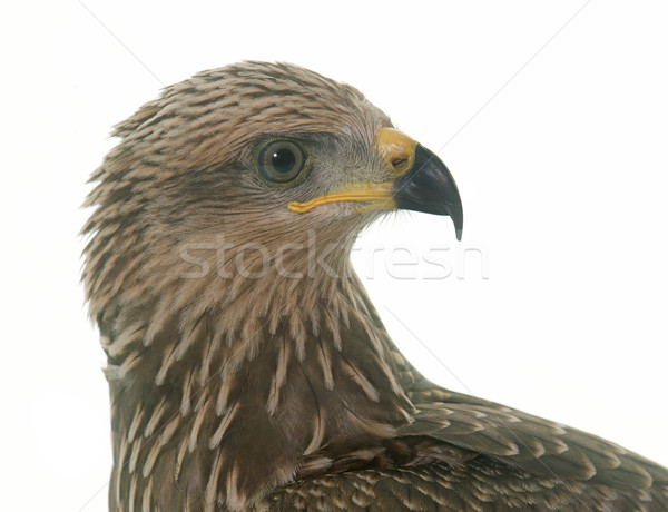 Common buzzard in studio Stock photo © cynoclub