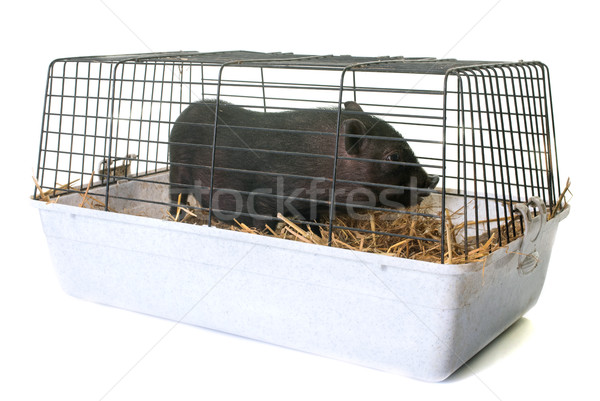 черный поросенок клетке белый фермы свинья Сток-фото © cynoclub