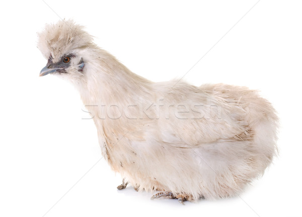 Blanco pollo aves estudio Foto stock © cynoclub