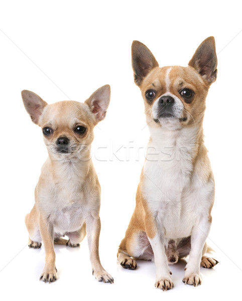 young chihuahua in studio Stock photo © cynoclub