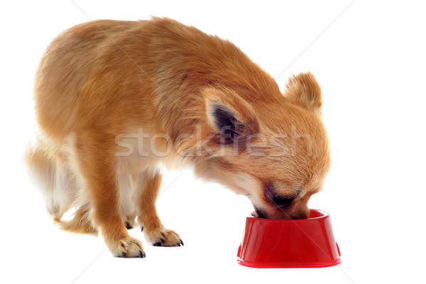 [[stock_photo]]: Chiot · alimentaire · bol · portrait · cute