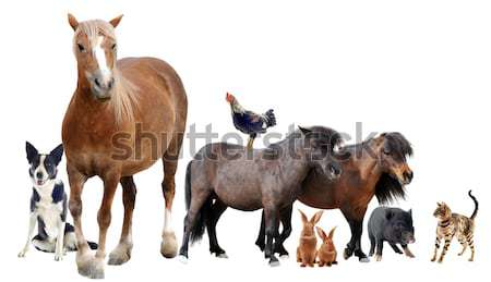 farm animals Stock photo © cynoclub