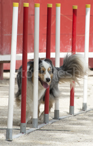 australian shepherd in agility Stock photo © cynoclub