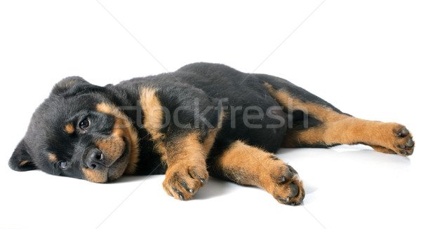 Chiot rottweiler portrait blanche noir [[stock_photo]] © cynoclub