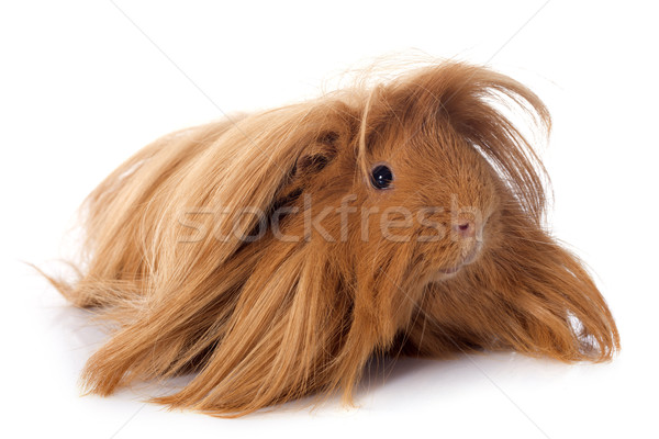 Foto stock: Conejillo · de · indias · blanco · animales · estudio · cute · fondo · blanco