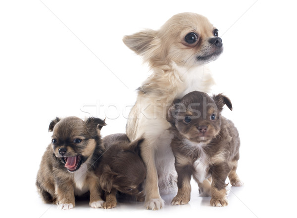 puppies and adult chihuahua Stock photo © cynoclub