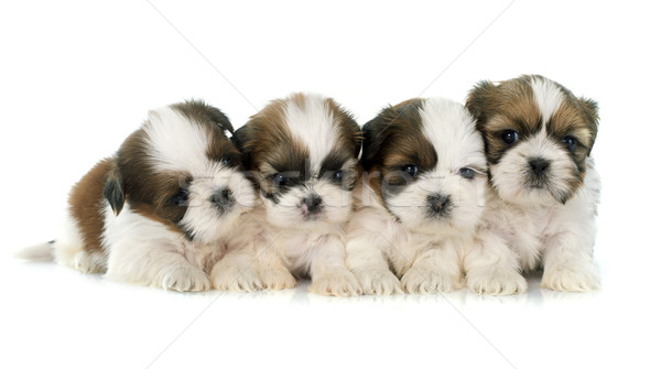 puppies shih tzu Stock photo © cynoclub