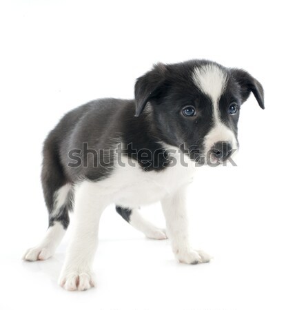 puppy Braque d'Auvergne Stock photo © cynoclub